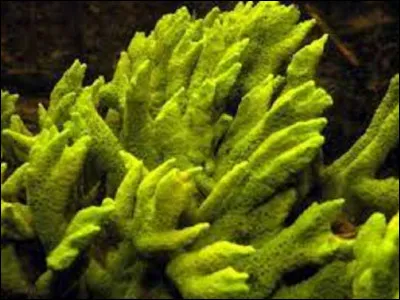 Quel est le nom de cette éponge d'eau douce ?