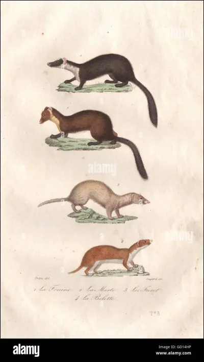 Comment s'appelle la deuxième martre à corne de Doigt de Poussière ?