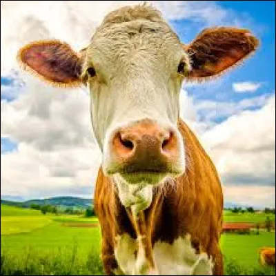 Les vaches font du lait.