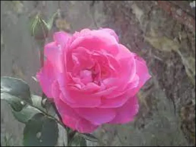 A une rose à son nom :
