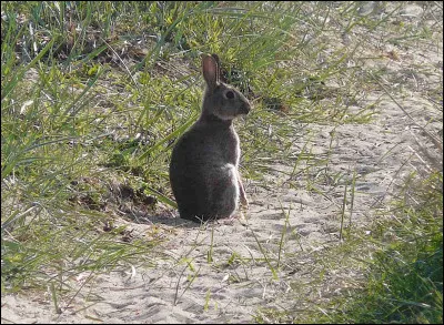 Je suis au centre du légume préféré des lapins. Que suis-je ?