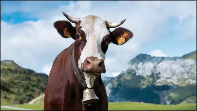 Je suis le seul point commun entre le panda et la vache. Que suis-je ?