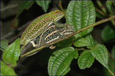 Que sont les caméléons question reproduction pour la plupart ?