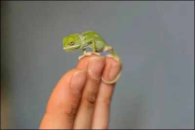 Quelle nom de félidé donne-ton au bébé caméléon pendant les 24 à 48 premières heures de sa vie ?