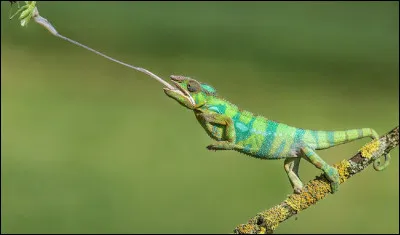 À quelle vitesse certains caméléons peuvent-ils projeter leur langue ?