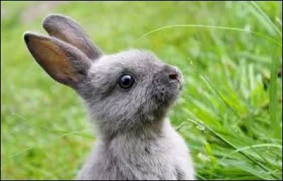 Cet animal vit dans l'eau.