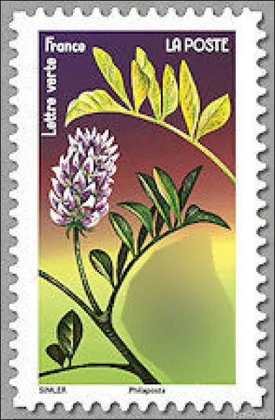 Pas facile de trouver un nom qui rime vraiment avec cette plante ! Quoi que...