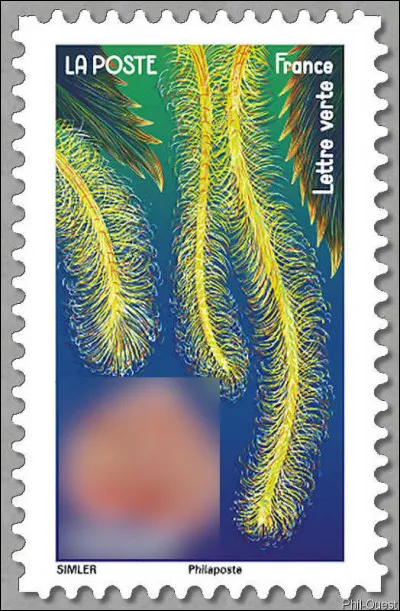 L&agrave;, ce n'est plus la fleur mais le fruit qui est maintes fois tremp&eacute; dans un sirop de sucre, jusqu'&agrave; ce qu'&agrave; notre tour, on fonde !