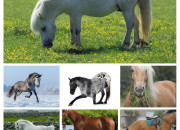 Test Quel cheval/poney te correspond le mieux ?