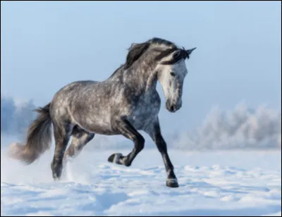 De quel pays d'origine ton cheval peut-il &ecirc;tre ?