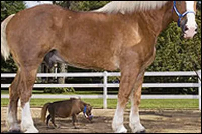 Choisis la taille qu'il fera.(D&eacute;sol&eacute; pour la qualit&eacute;...)