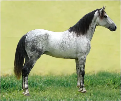 Et enfin choisis sa robe.