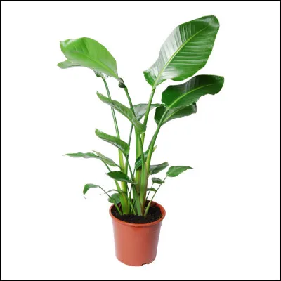 Quelle est ta plante pr&eacute;f&eacute;r&eacute;e ?