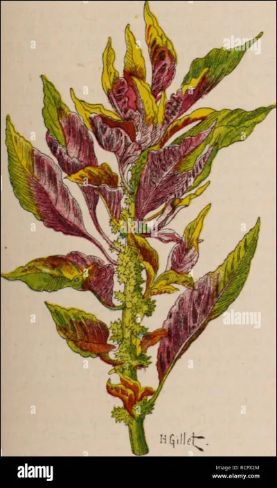 Quel est ton &eacute;l&eacute;ment pr&eacute;f&eacute;r&eacute; ?