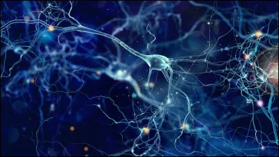 Sciences de la vie - Une synapse est une connexion électrique entre deux nerfs.