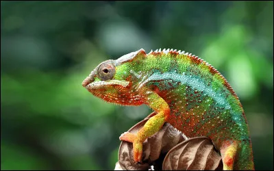 Je suis deux fois chez chaque reptile ou mammifère. Que suis-je ?