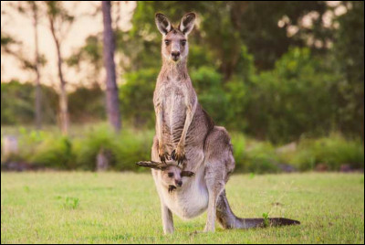 Quel nom donne-t-on à la poche des kangourous ?
