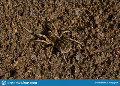 Pourquoi a-t-il si peur des araignées ?