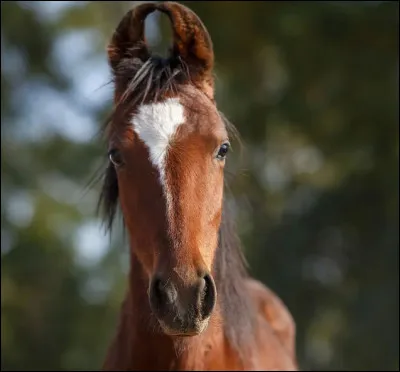 Ce cheval est un :
