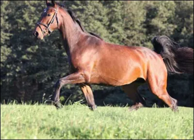 Ce cheval est un :