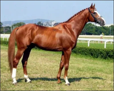 Ce cheval est un :