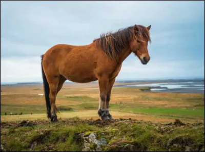 Ce cheval est un :