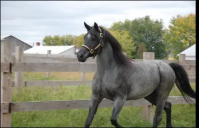 Ce cheval est un :