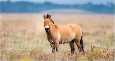 Ce cheval est un :
