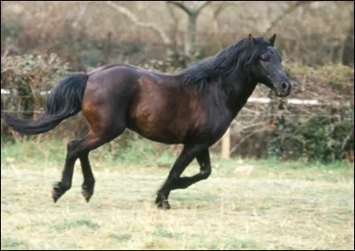 Ce cheval est un :
