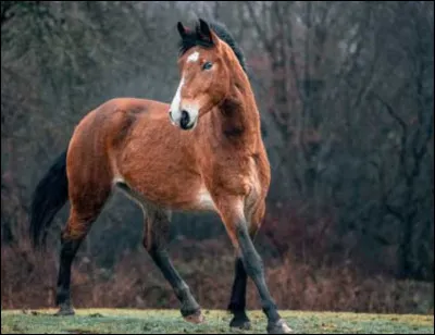Attention, ça devient compliqué ! Ce cheval est un :