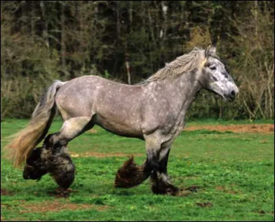 Ce cheval est un :