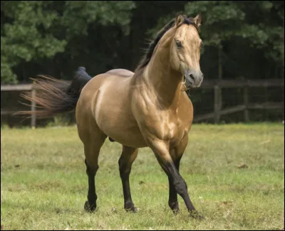 Ce cheval est un :