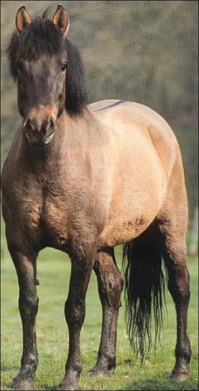 Ce cheval est un :