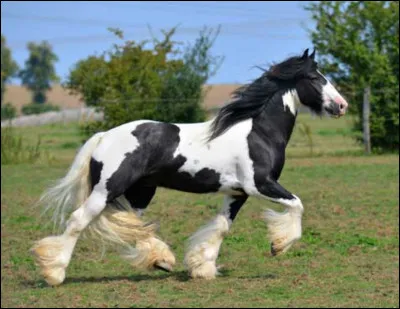 Ce cheval est un :