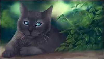 Je suis morte en protégeant des chatons d'un blaireau. Je suis morte en n'ayant jamais réalisé mon rêve, heureusement le clan des Étoiles m'a laissé une 2e chance. Qui suis-je ?