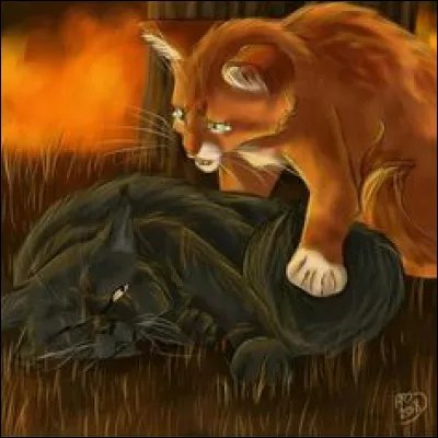 J'ai été traumatisé(e) par la mort de ma sur. J'ai dû choisir entre mon clan et mes chatons. (Ce n'est pas moi sur l'image). Qui suis je ?