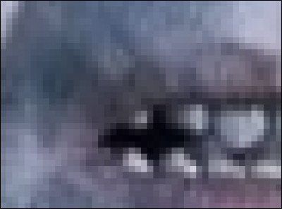 A qui appartient cette peau bleue et violette ?