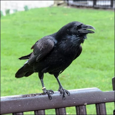 Quel monument londonien, célèbre pour ses corbeaux, abrite les joyaux de la couronne britannique ?