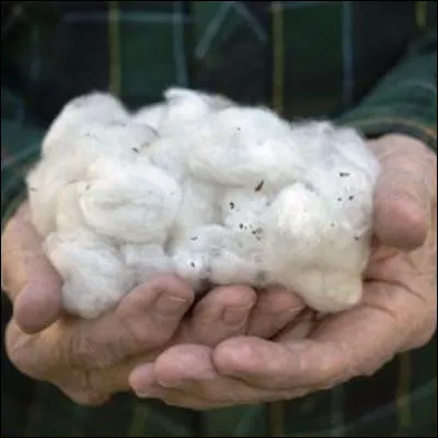 Quel habitat animal est construit en cellulose mâchée mélangée à la salive ?