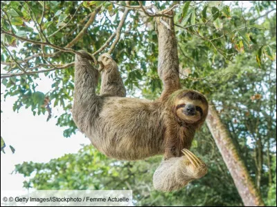 Quel est l'autre nom du paresseux ?