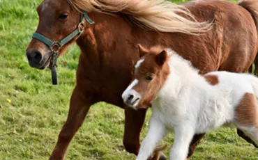 Quiz Equitation