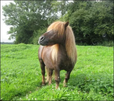 Quel est le plus grand défaut du shetland ?