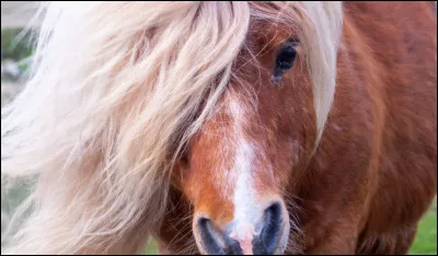 Le Shetland peut-il sauter des obstacles ?
