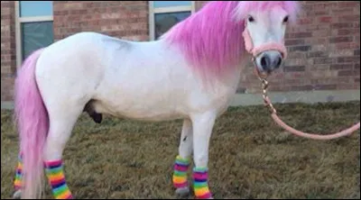 De quel pays est-il originaire ?