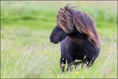 Comment est sa robe ?