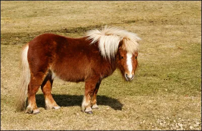 D'où vient son nom ?