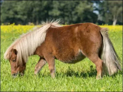 Est-ce un Shetland ?