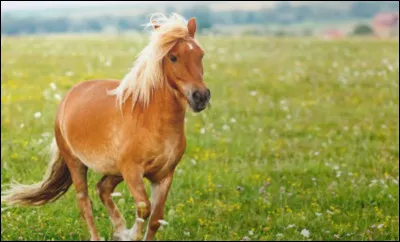 Est-ce un shetland ?