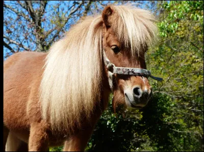 Et lui est-ce un shetland ?