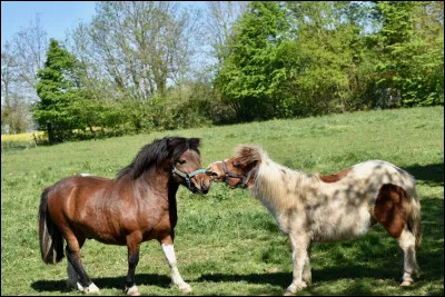 Est-ce un poney pour les débutants ?